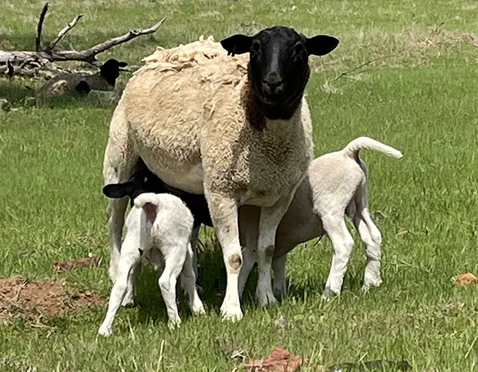 two lambs feed from mama sheep (ewe)