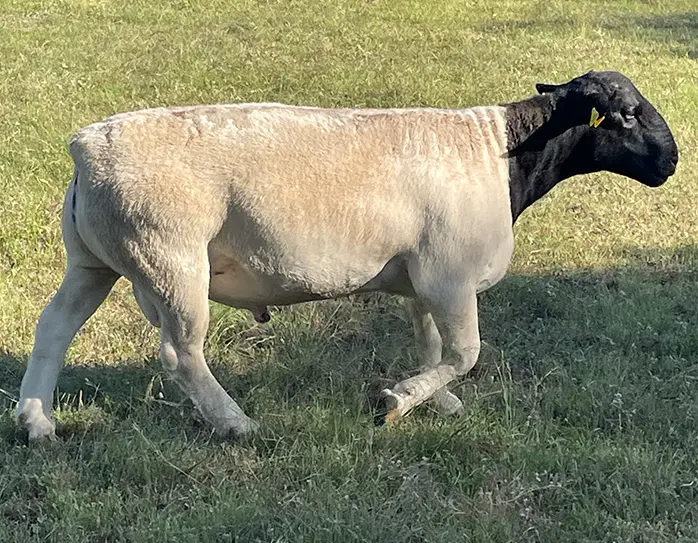 ram walking along the grass outdoors