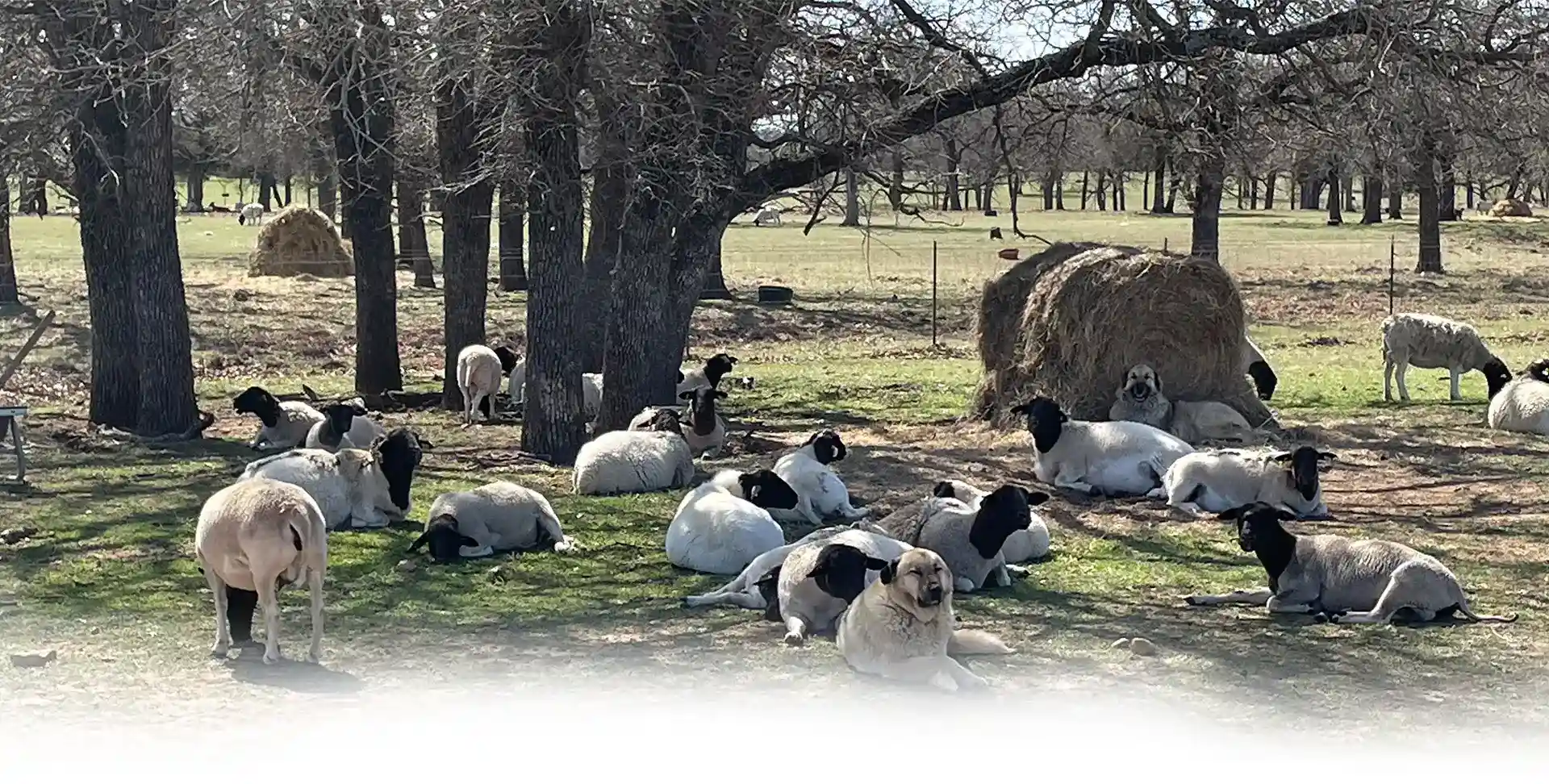flock of sheep and a dog sit under trees on grass