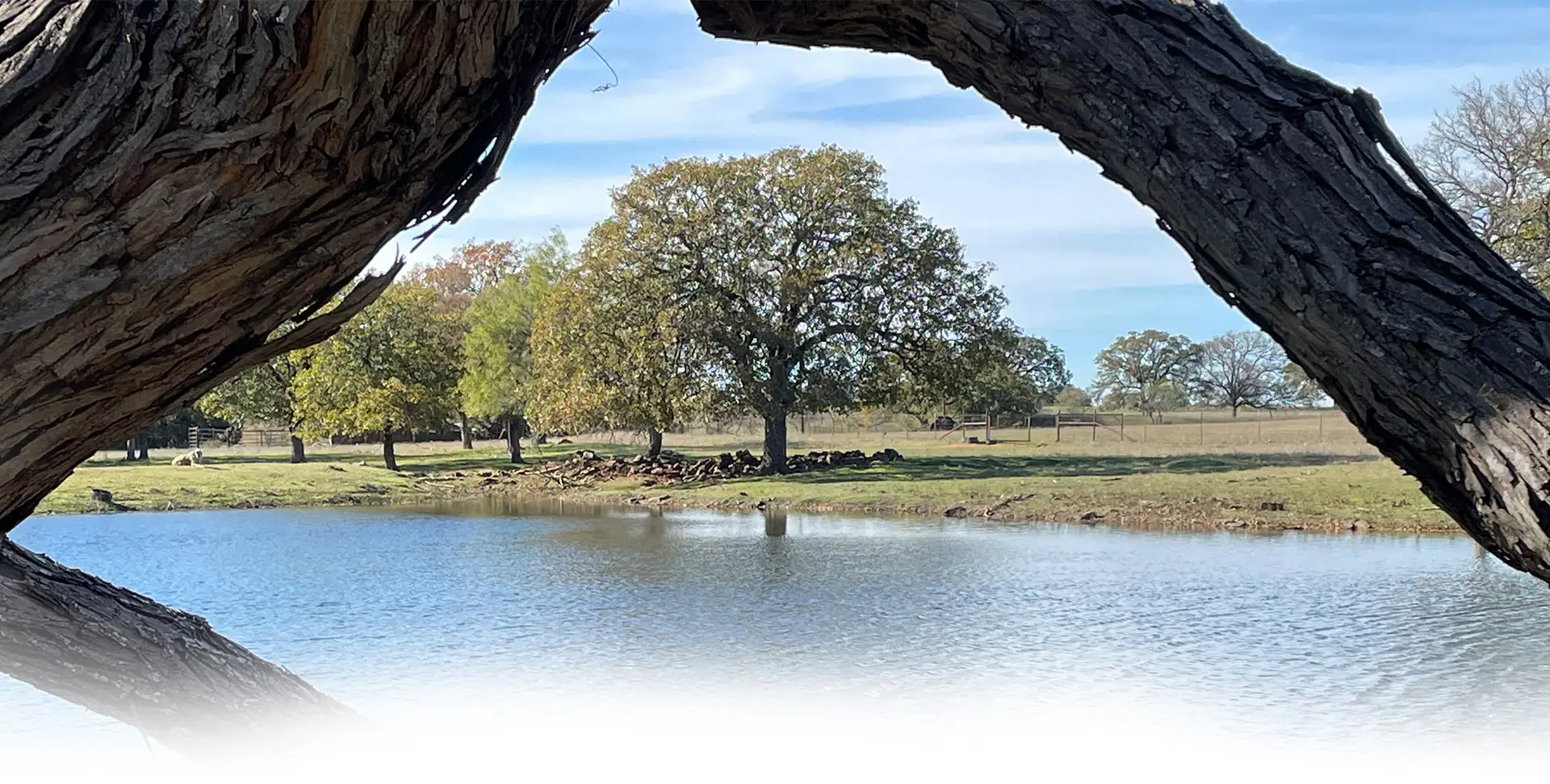 view of lake under two tree branches