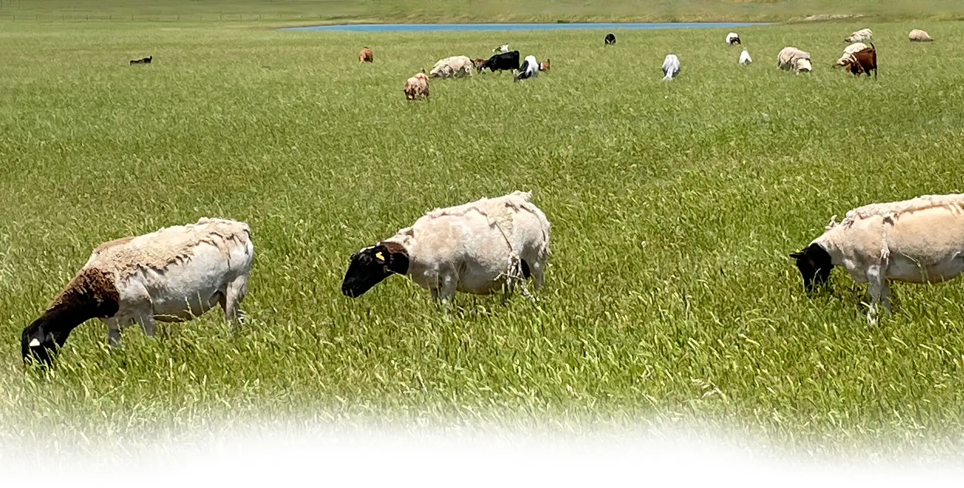 multiple sheep grazing in a meadow